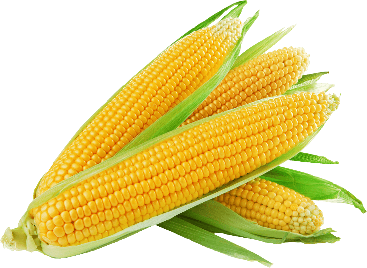 Corn pin page clipart background