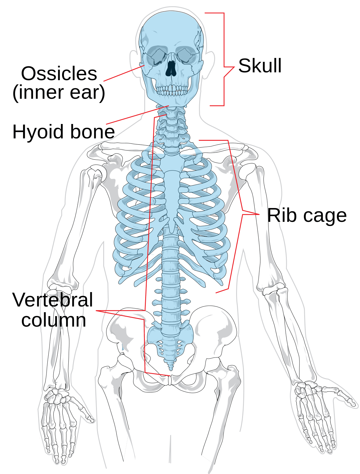 Axial skeleton wikipedia clipart picture