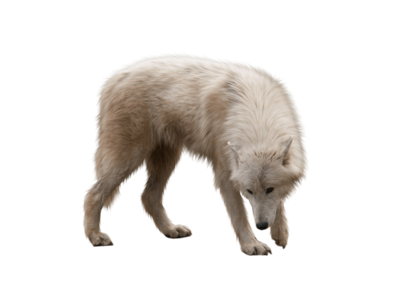 Cute wolf look the ground clipart transparent