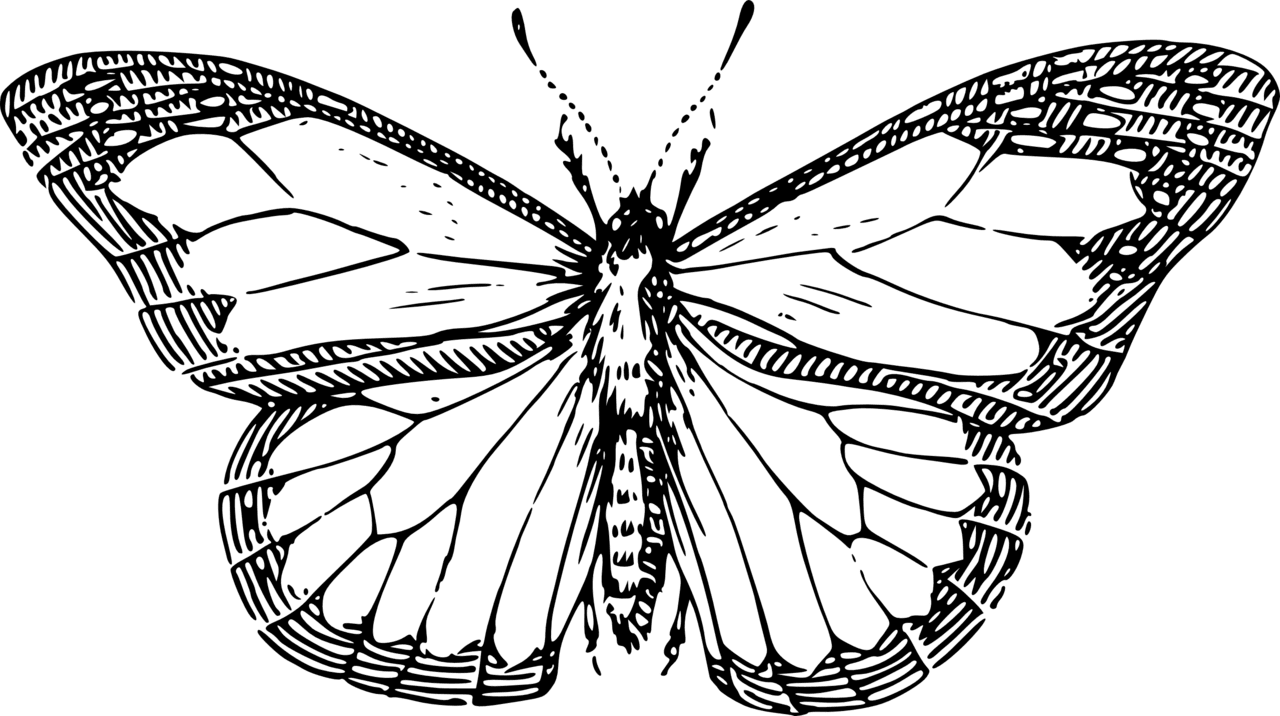 Butterfly black and white drawing images clipart