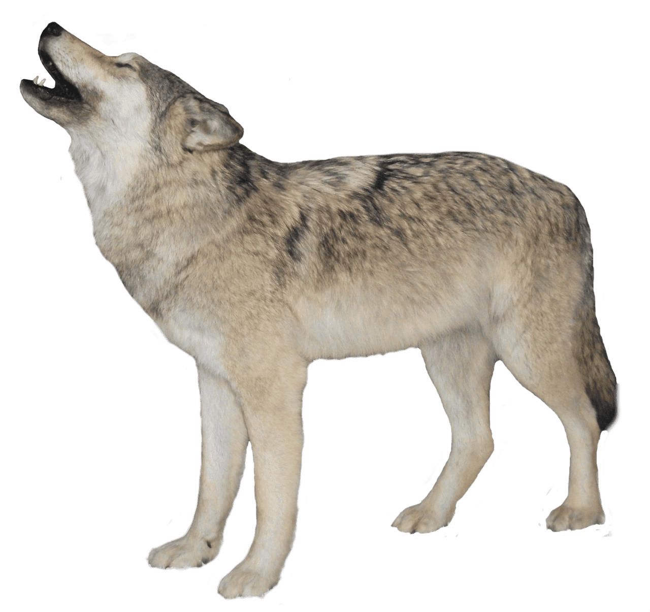 Wolf pin page clipart photo 3