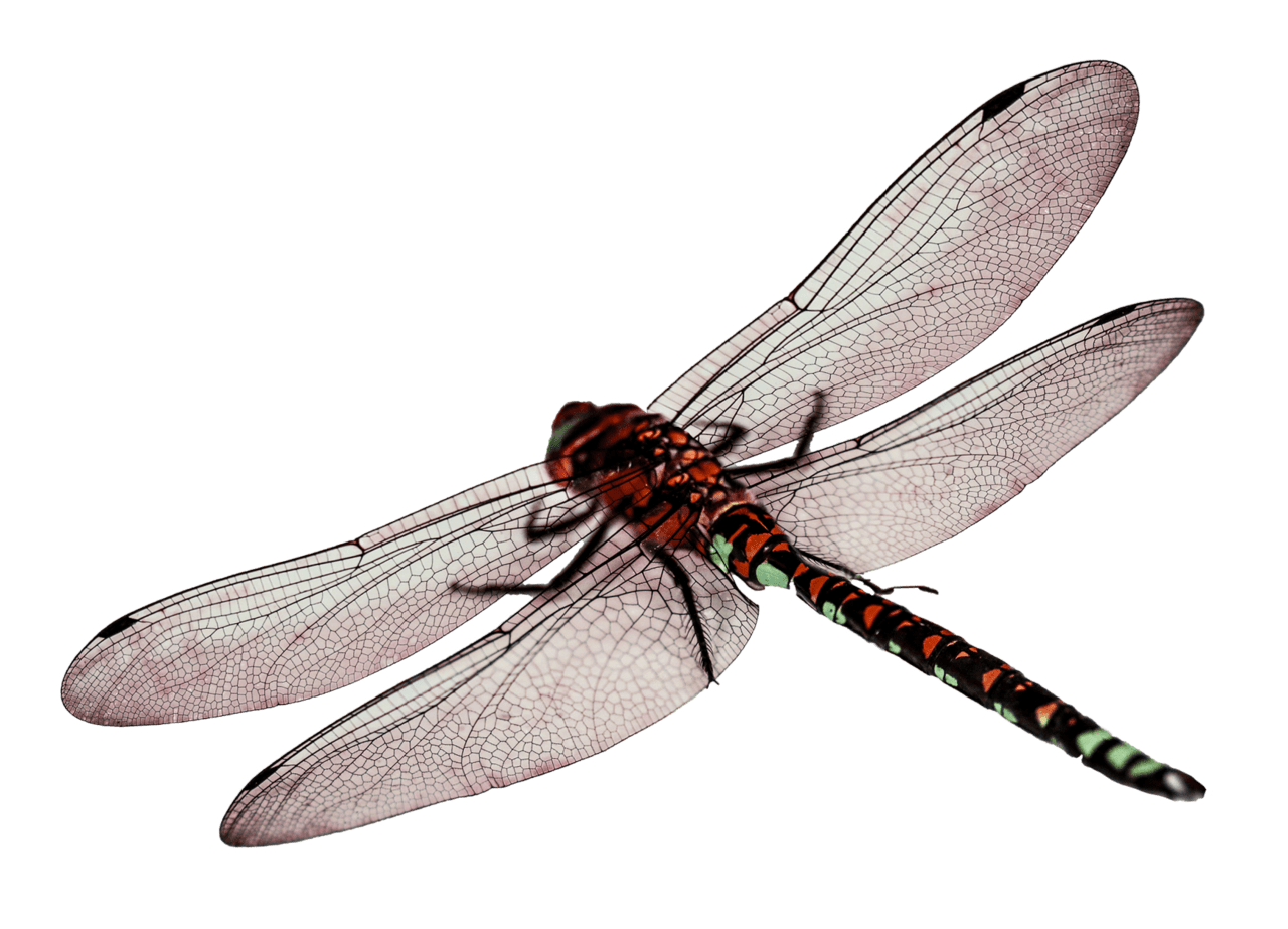 Dragonfly image with background clipart