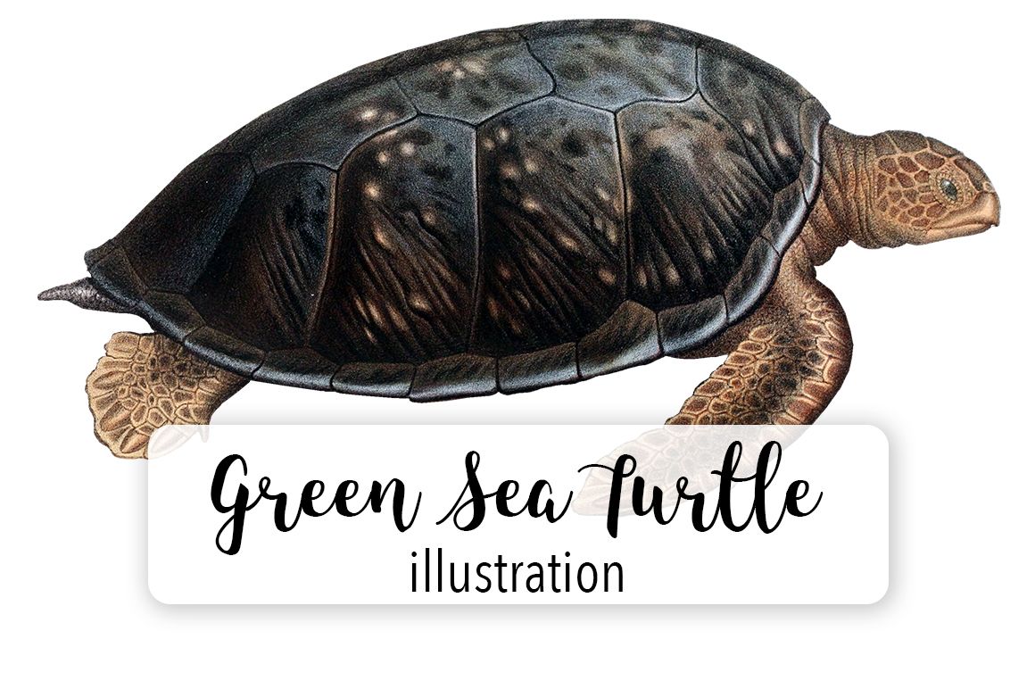 Green sea turtle watercolor clipart transparent