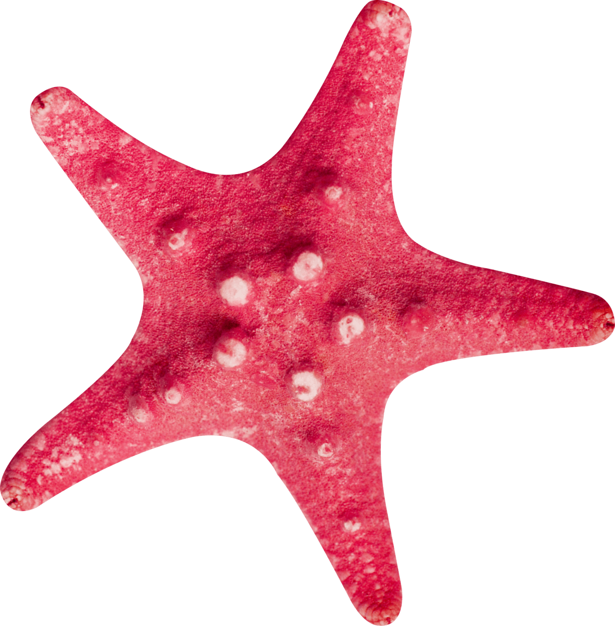 Starfish pin page clipart photo