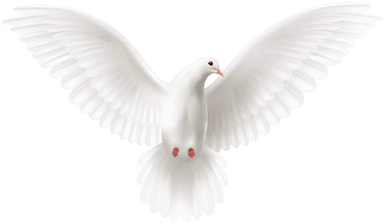 White fly dove clipart vector