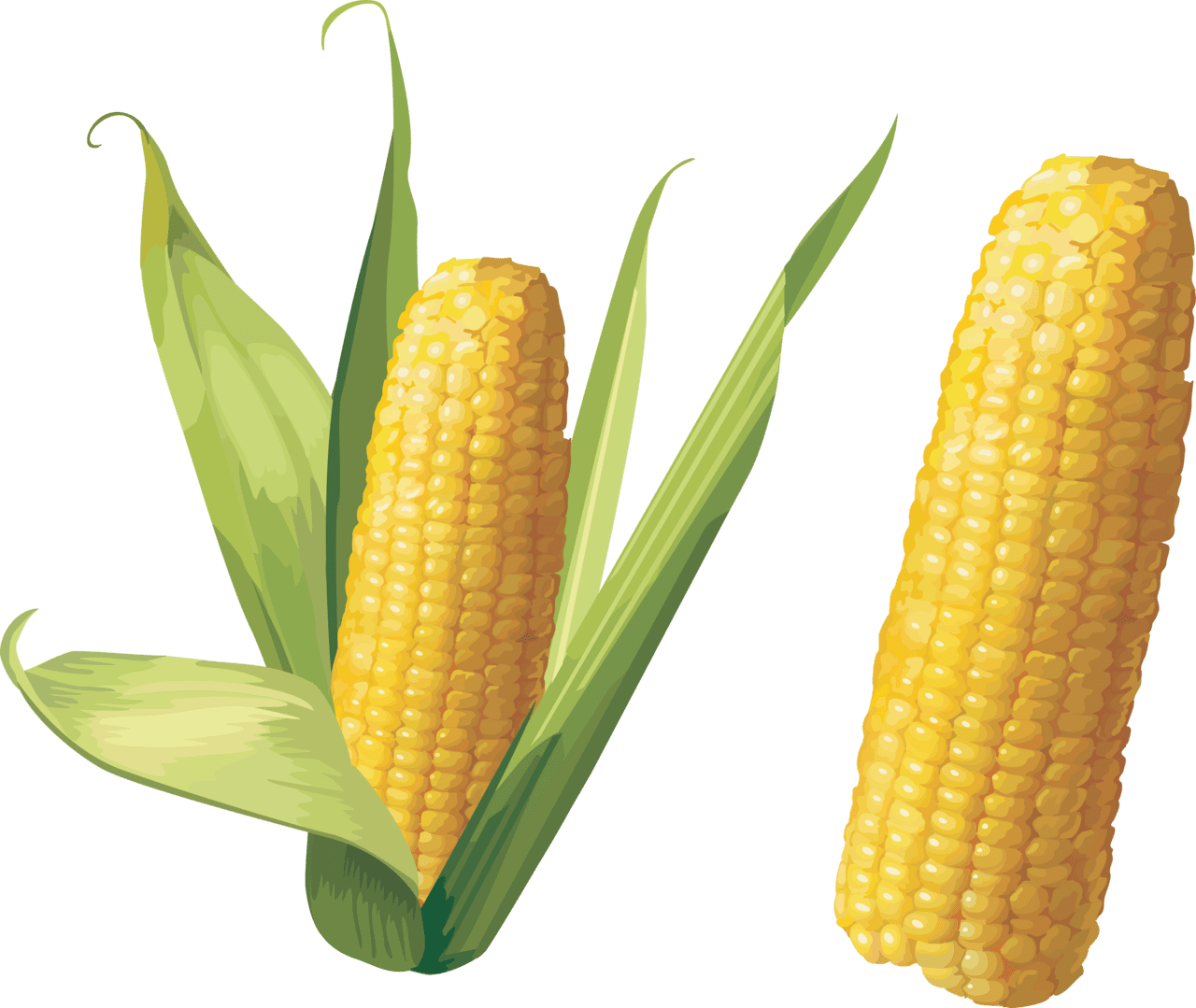 Corn image for clipart