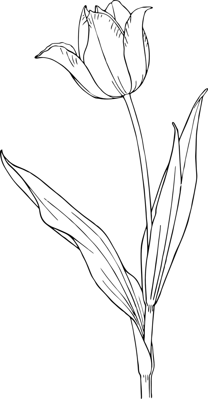 Flowers black and white pin page clipart photo 7