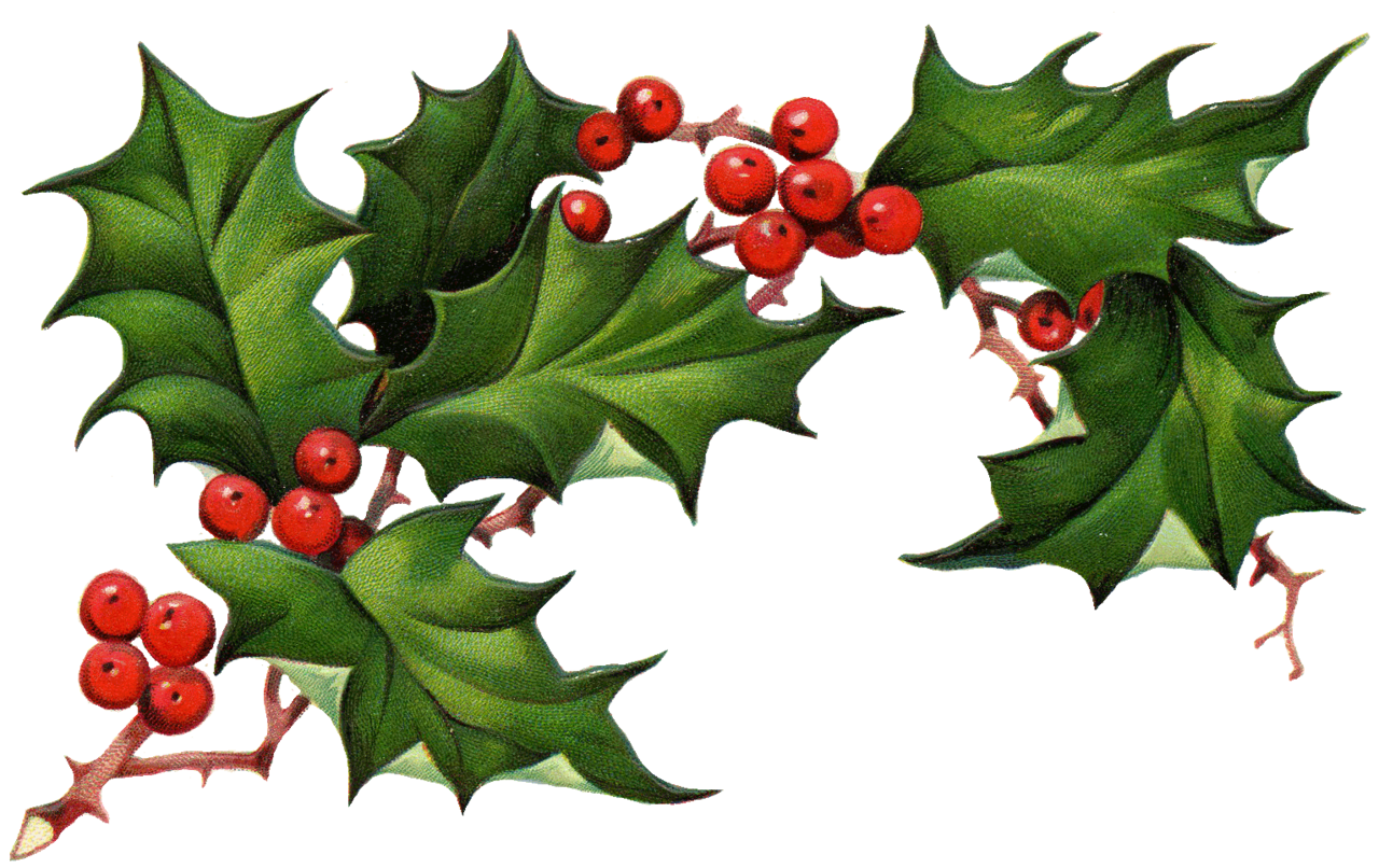 Holly as graphic representation image clipart