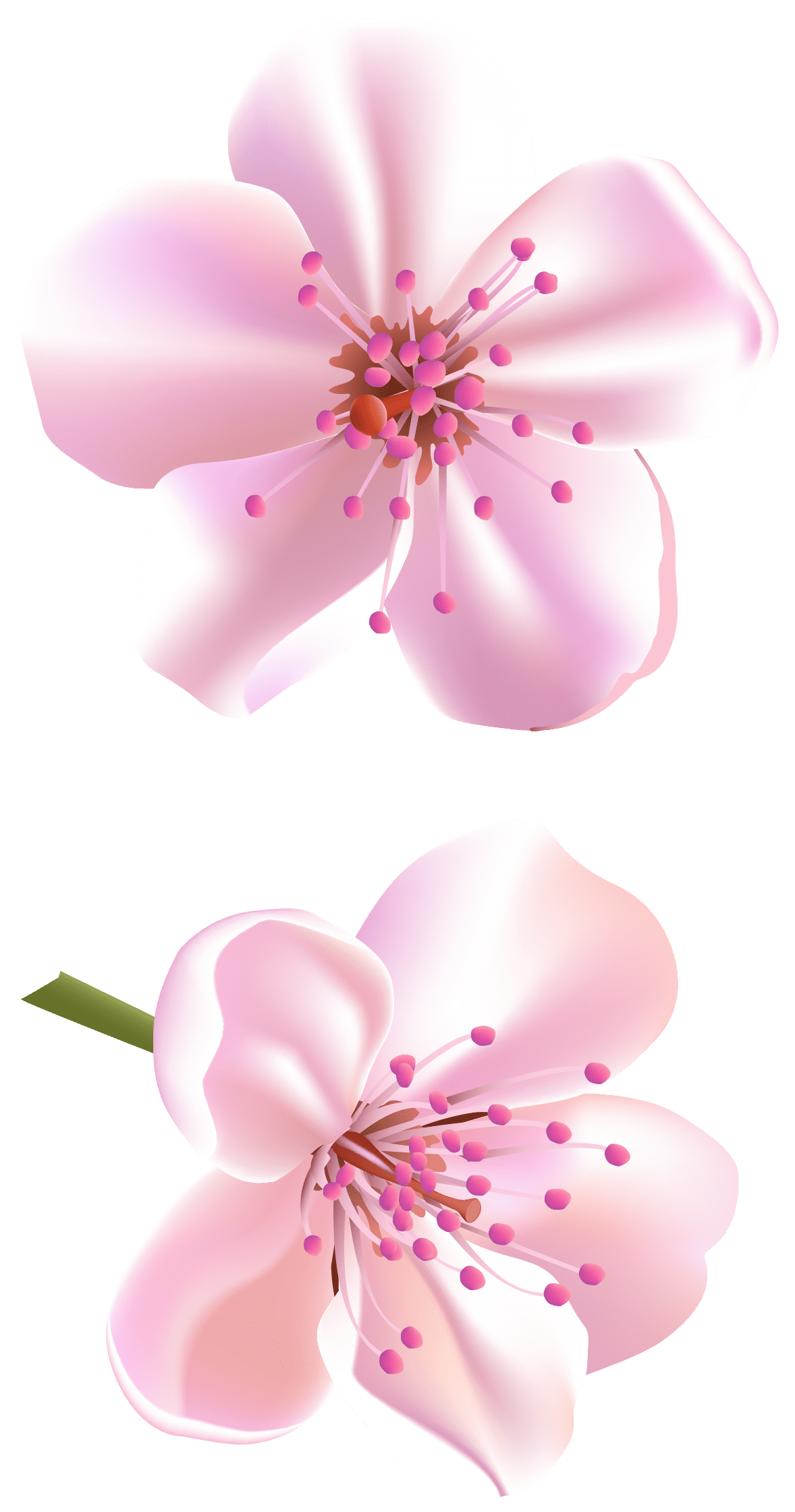 Spring flowers spr tree clipart clip art