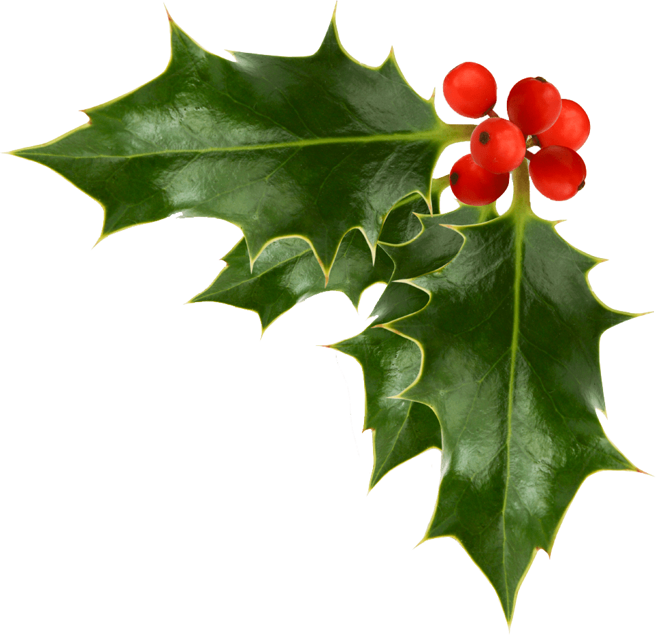 Pics of christmas holly images cliparts clipart library