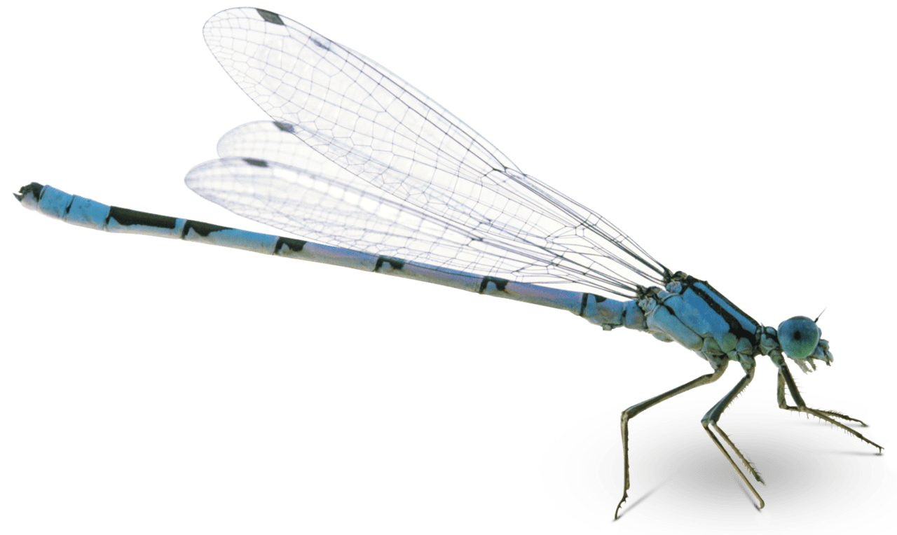 Dragonfly dk learning make every lesson your best yet clipart logo