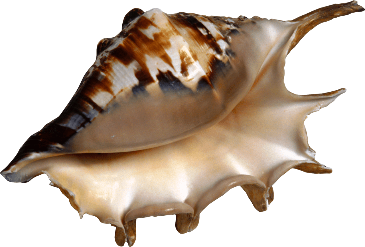 Seashell conch clipart vector