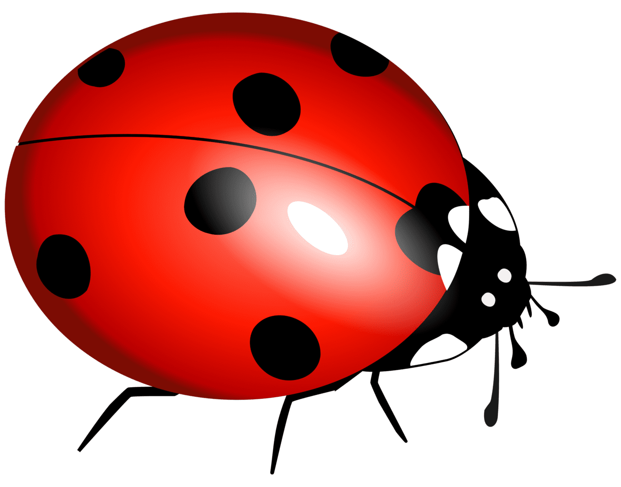 Ladybug clipart images