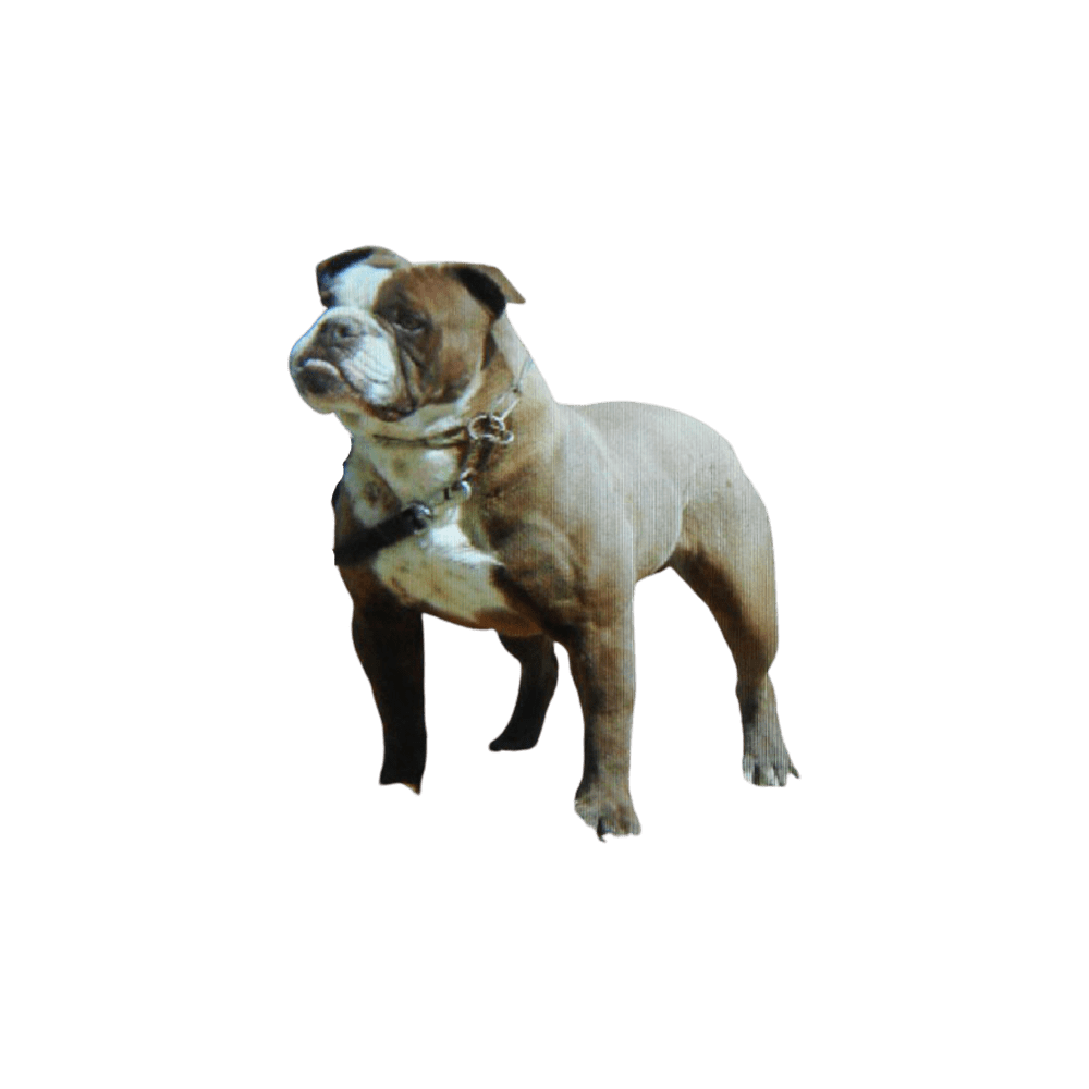 Alapaha blue blood bulldog images hd photo clipart