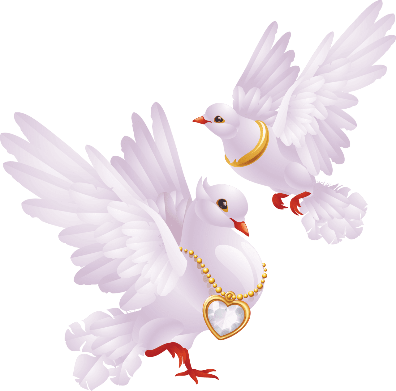 Columbidae domestic pigeons pigeon release white dove clipart transparent