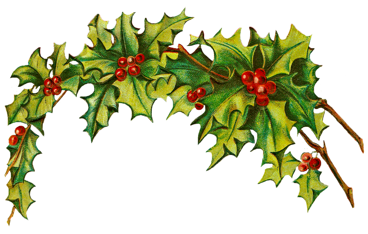 Holly background vintage christmas clipart