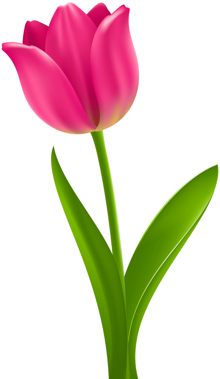 Spring flowers pink tulip clipart picture 2