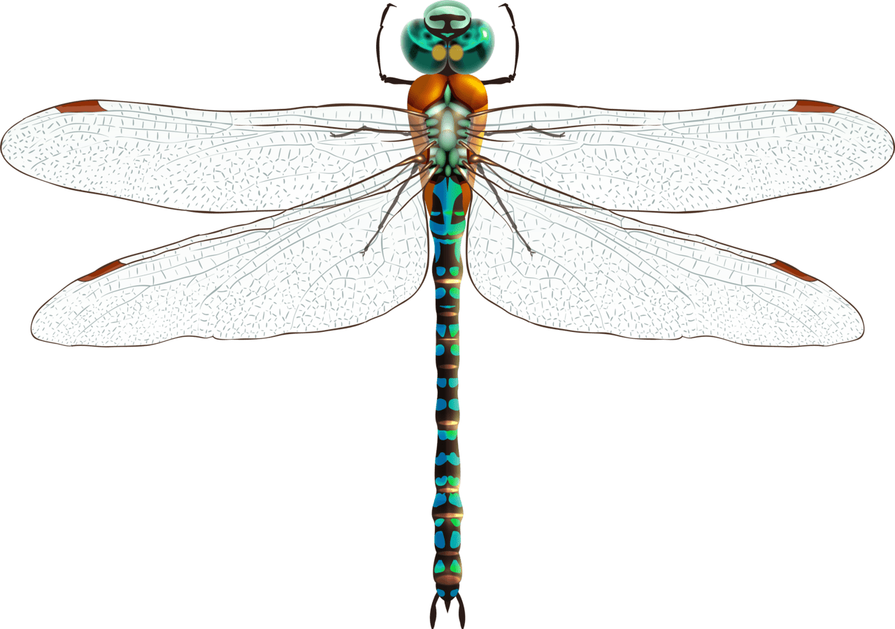 Dragonfly clipart full size image