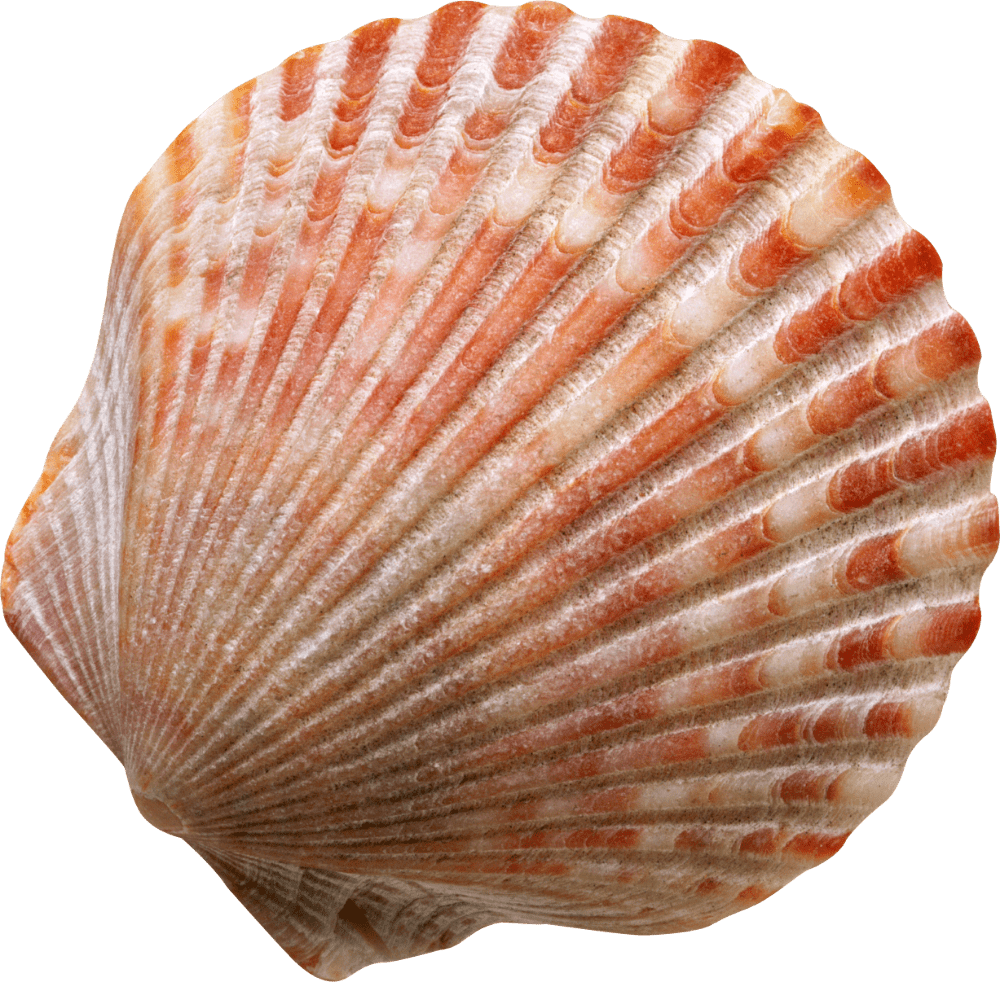 Seashell image with background clipart