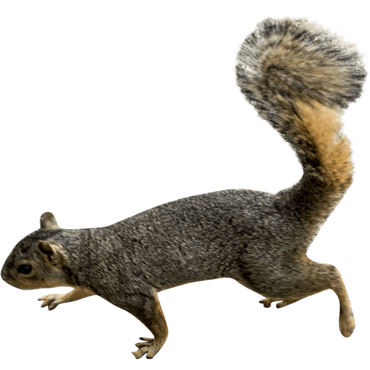 Grey squirrel background clipart