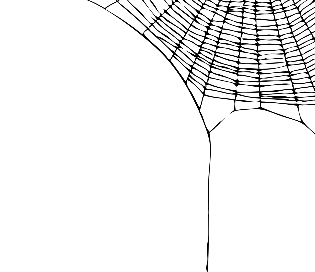 Spider stic clipart photo