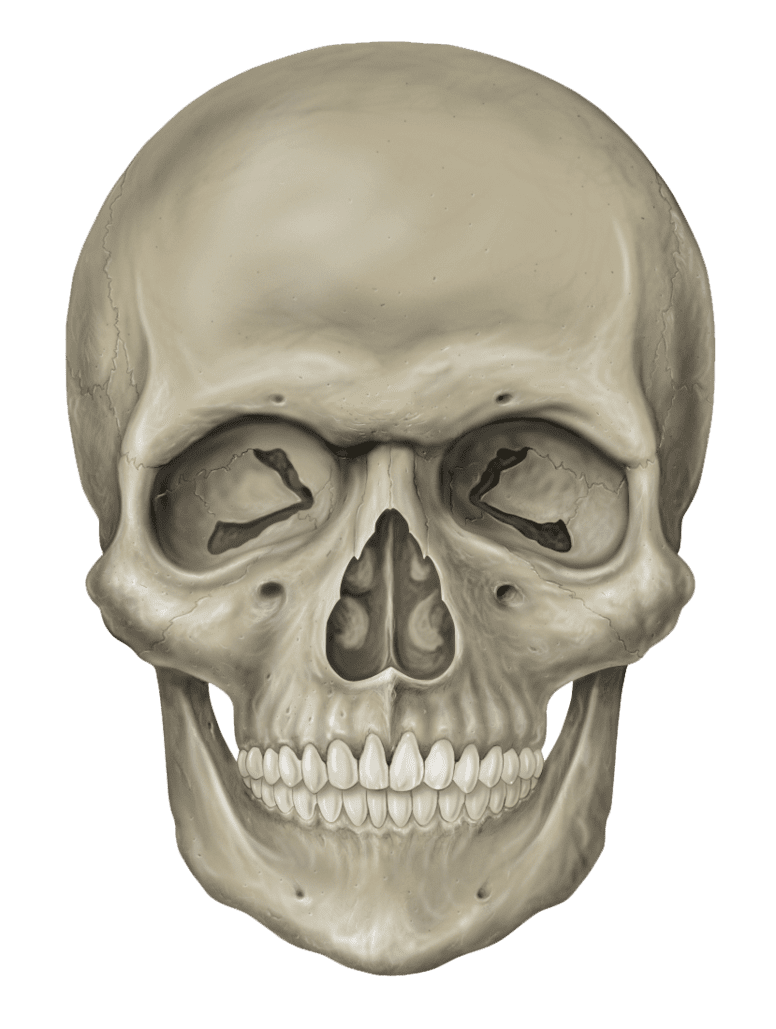 Skeleton skull clipart picture 2