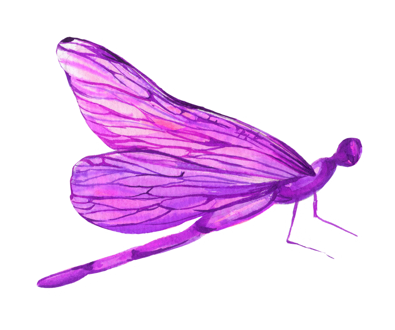 Never the same meadow dragonfly clipart free