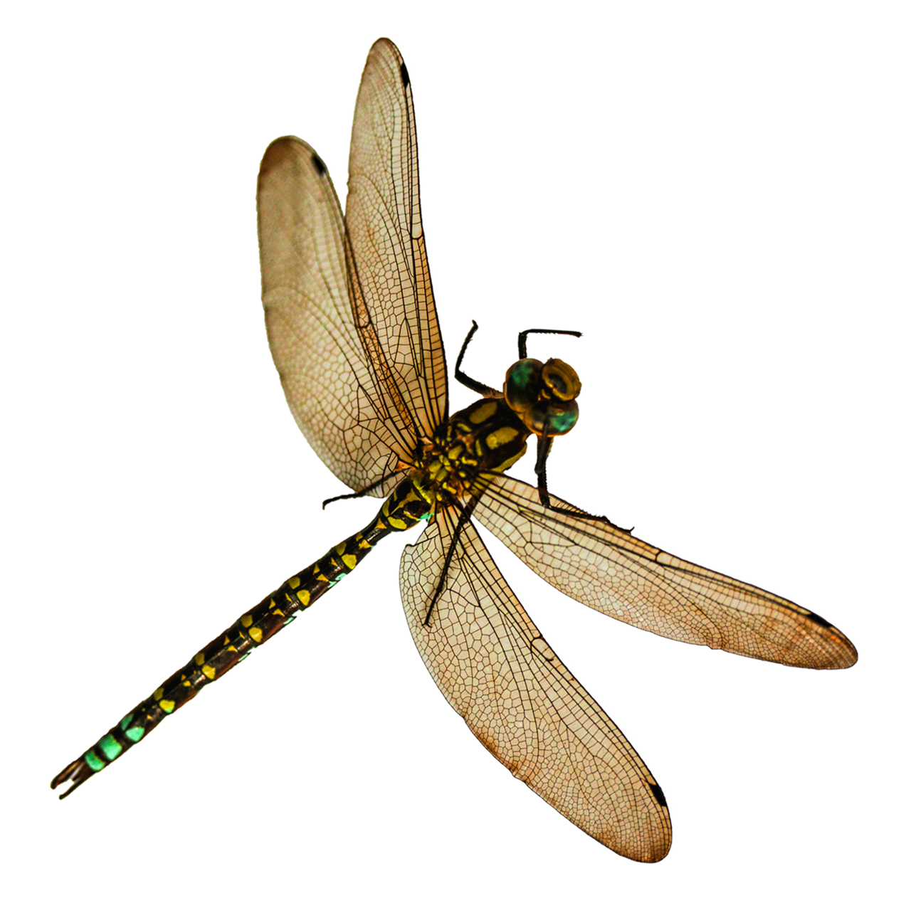 Dragonfly clipart photo