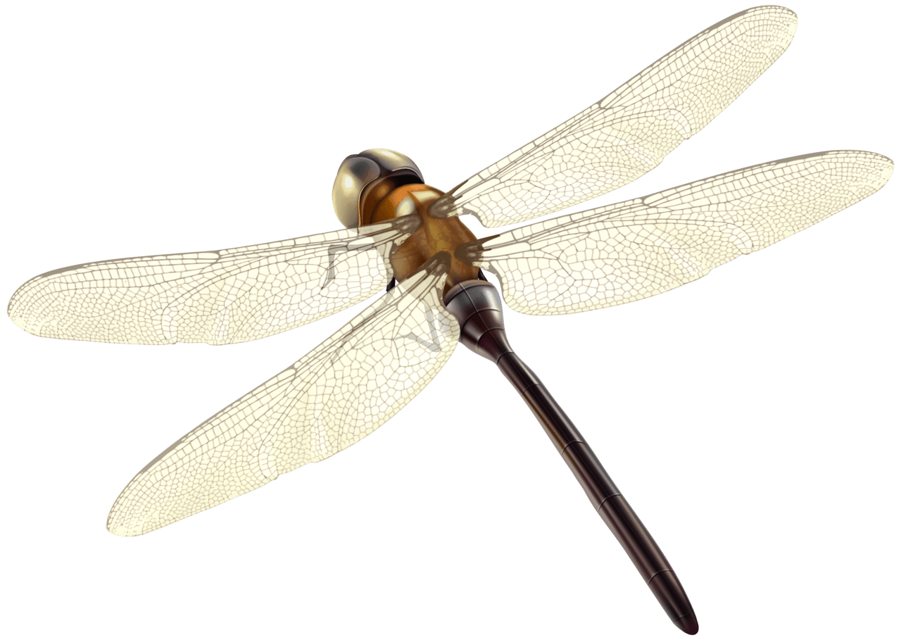 Dragonfly clipart images dragon fly logos 3