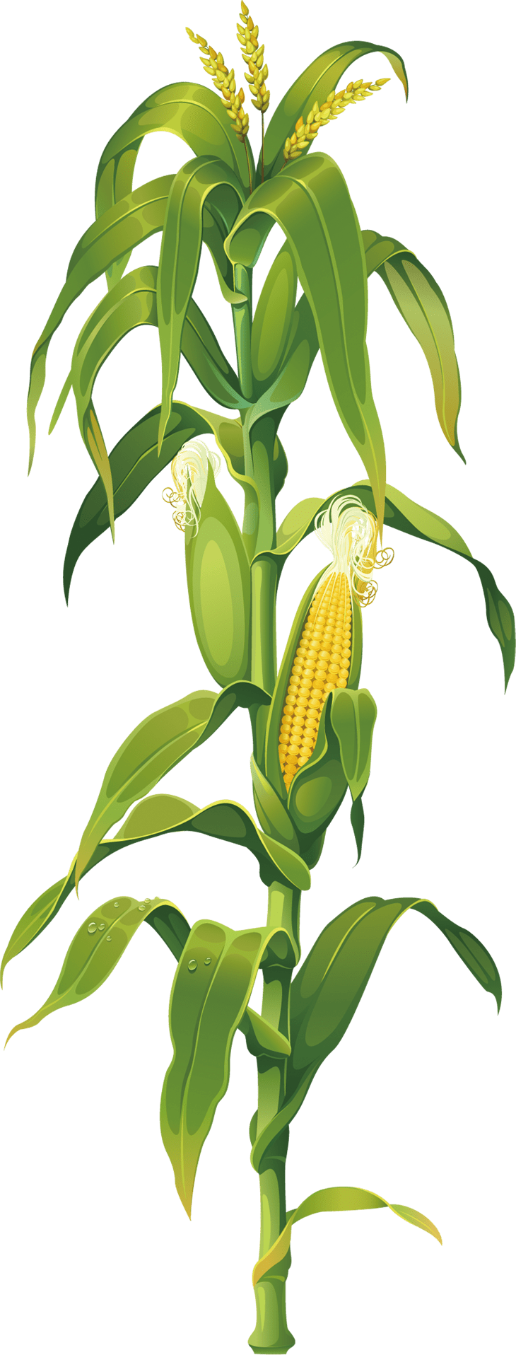 Corn pin page clipart photo