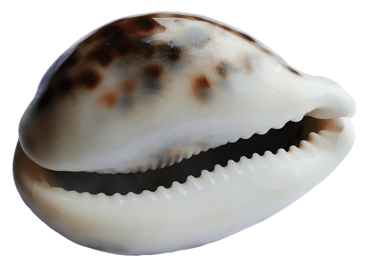 Seashell sea ocean shell clipart photo