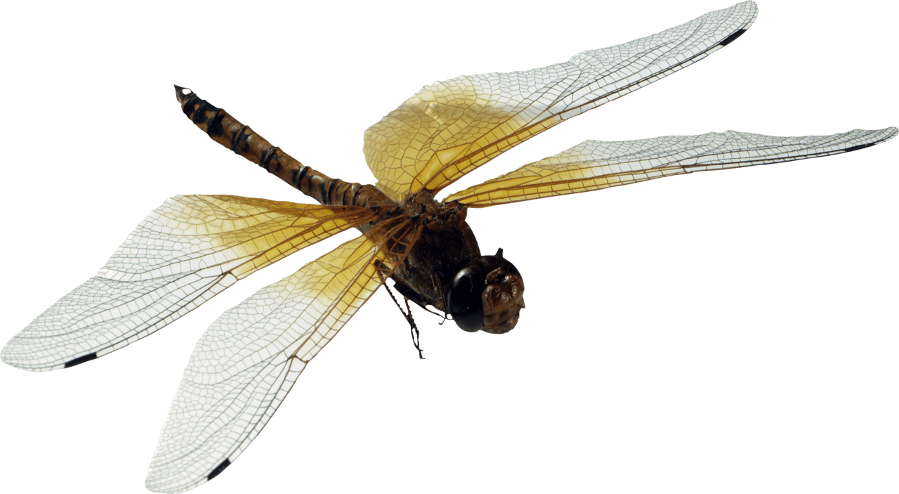 Dragonfly image size clipart 3