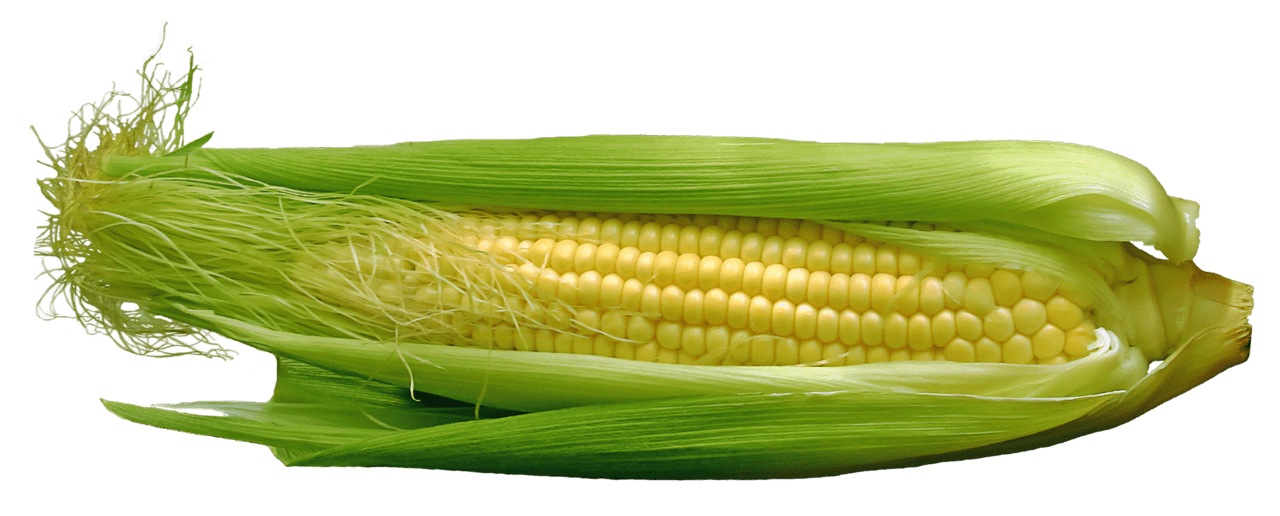 Corn clipart free