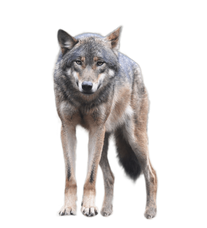 Wolf standing an looking forwards clipart logo