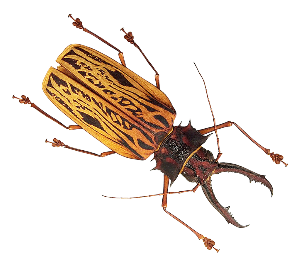 Bug sect clipart clip art