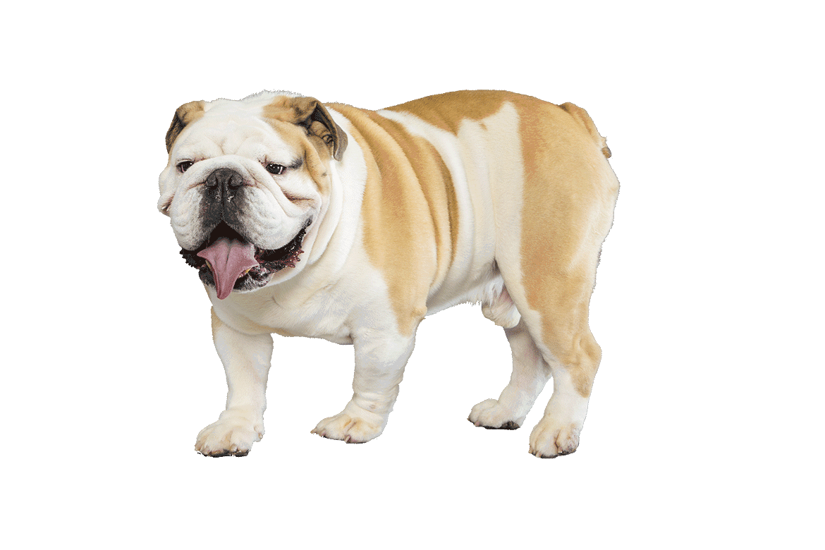 Bulldog dog breed information clipart logo