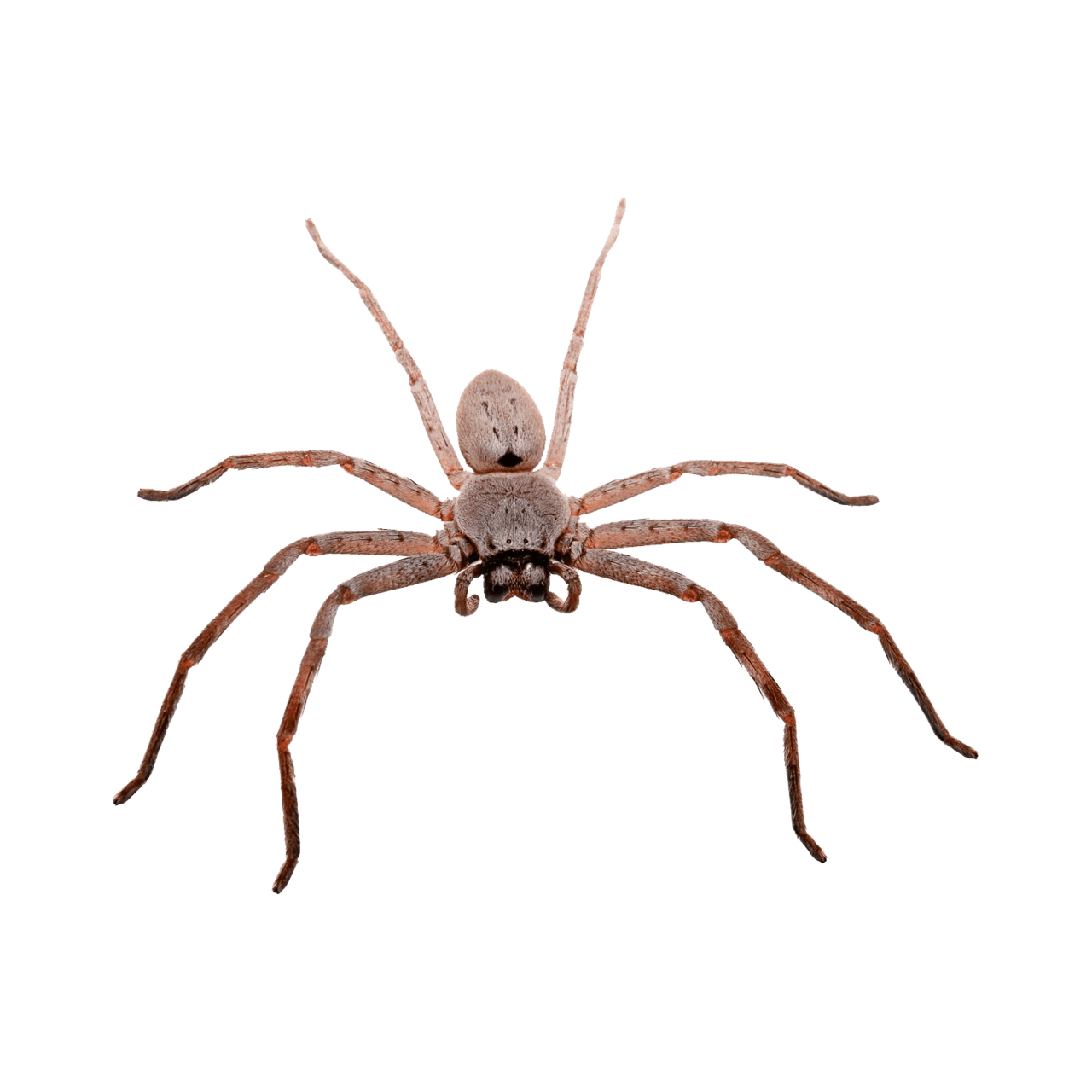 Spider huntsman images hd photo clipart