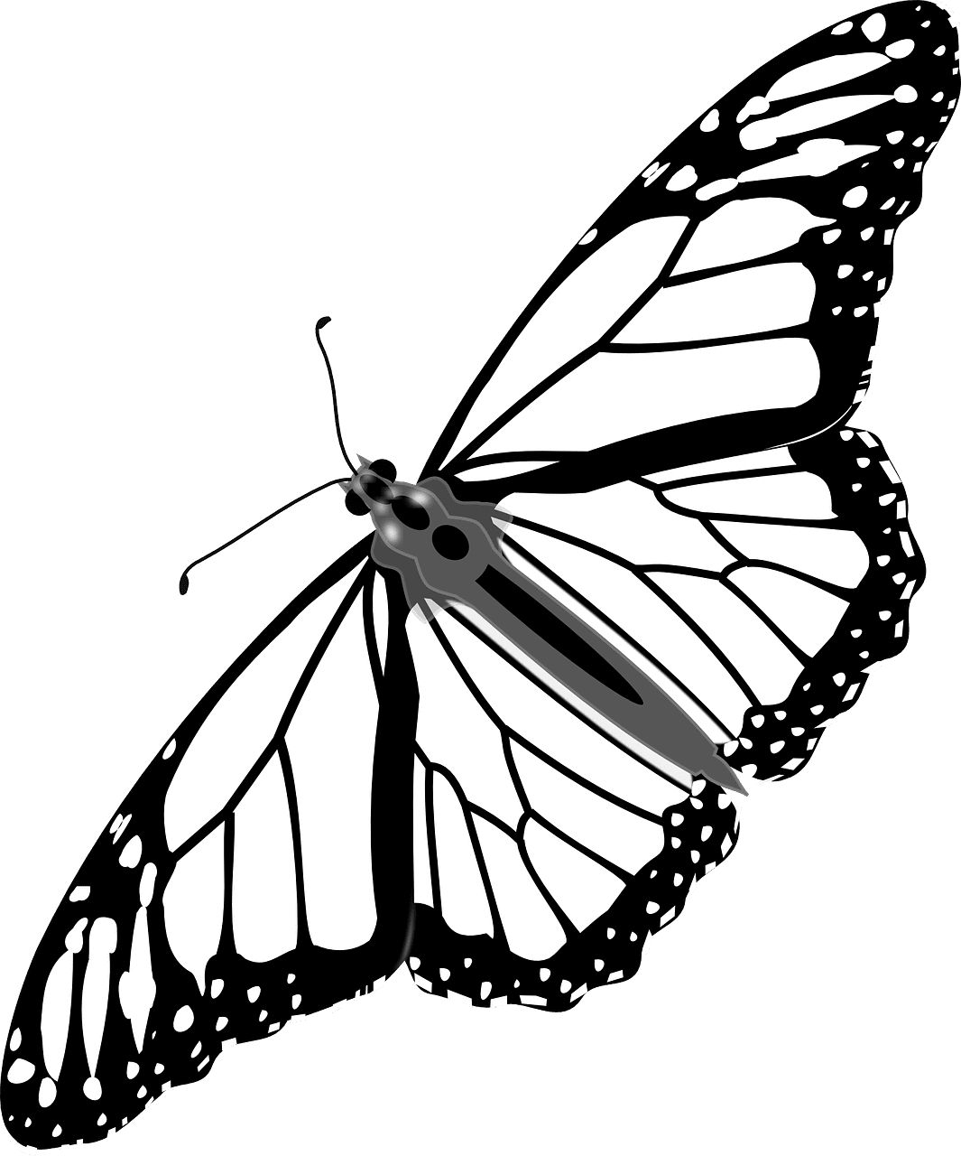 Butterfly black and white photo of monarch insect from clipart