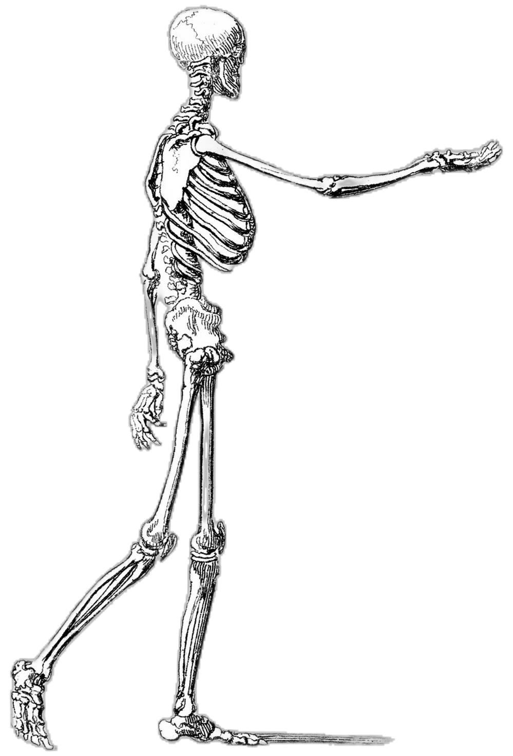 Halloween animal skeleton clipart clip art