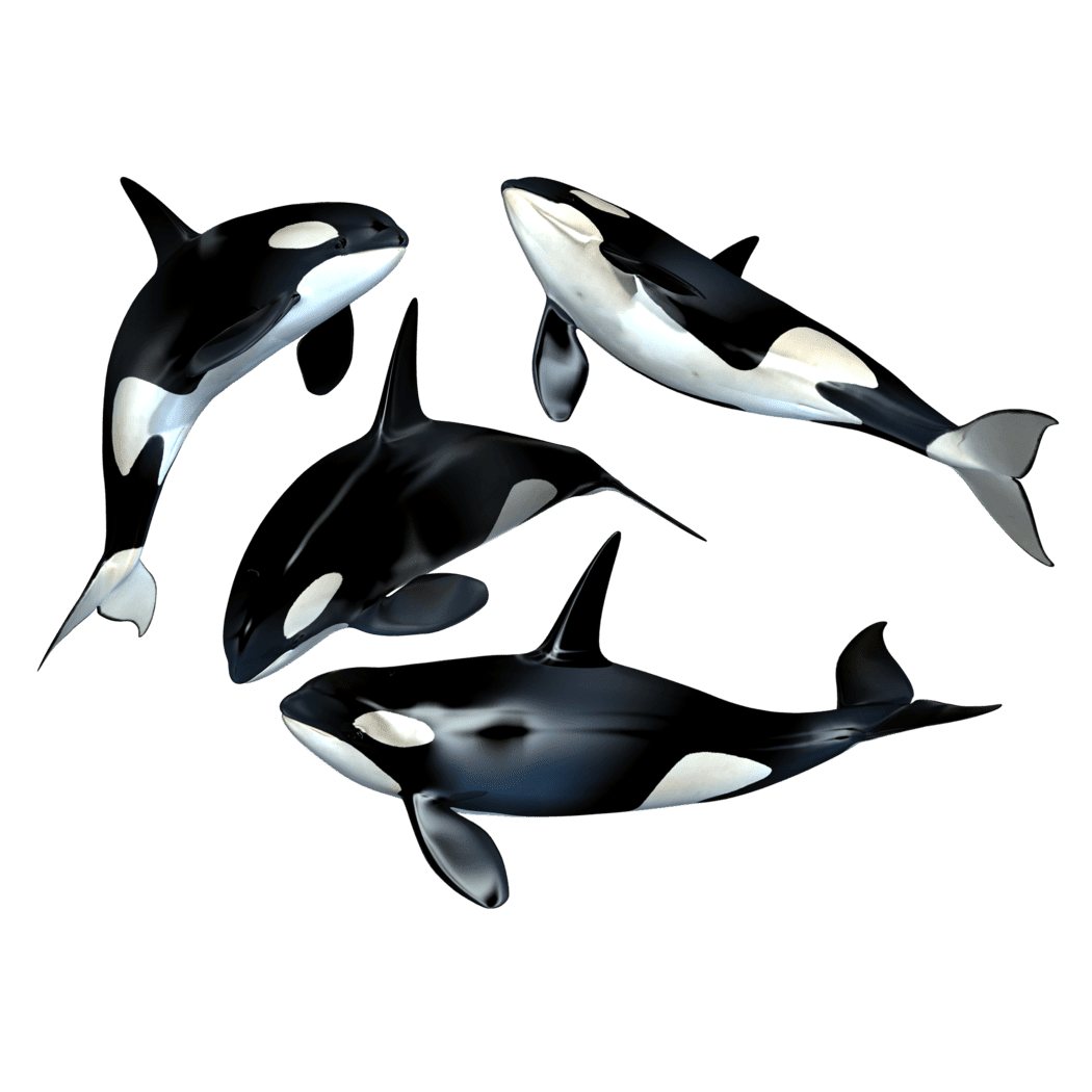 Killer whale images hd photo clipart