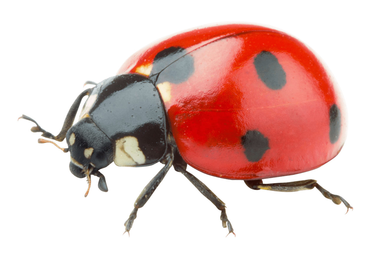 Ladybug clipart logo