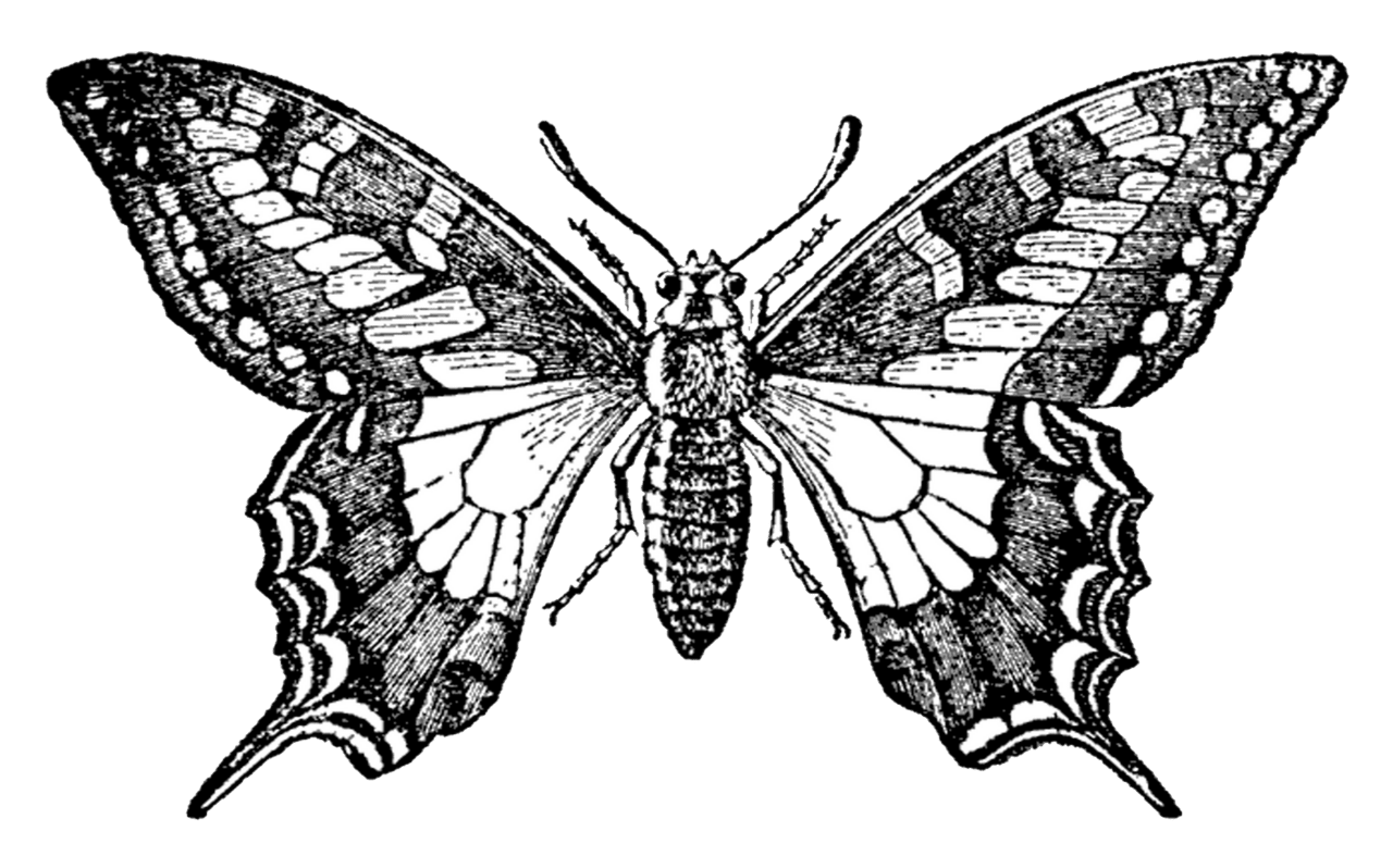 Butterfly black and white vintage digital stamp pretty clipart transparent