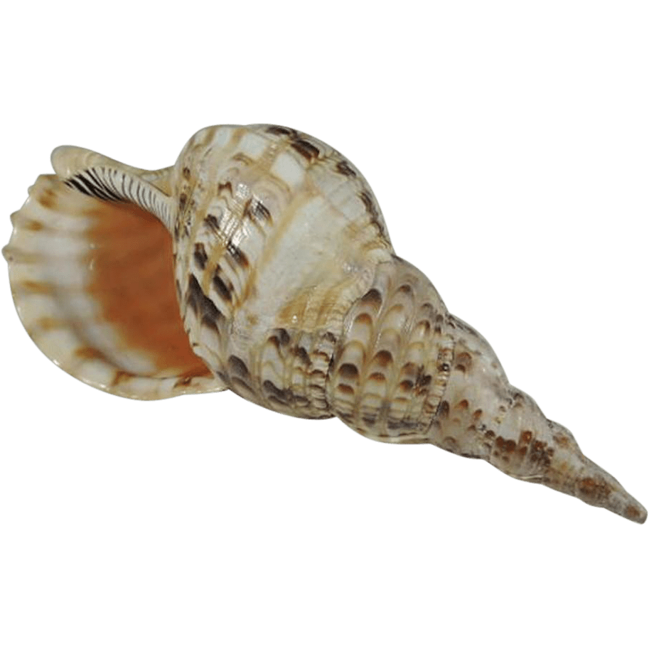 Seashell conch clipart logo