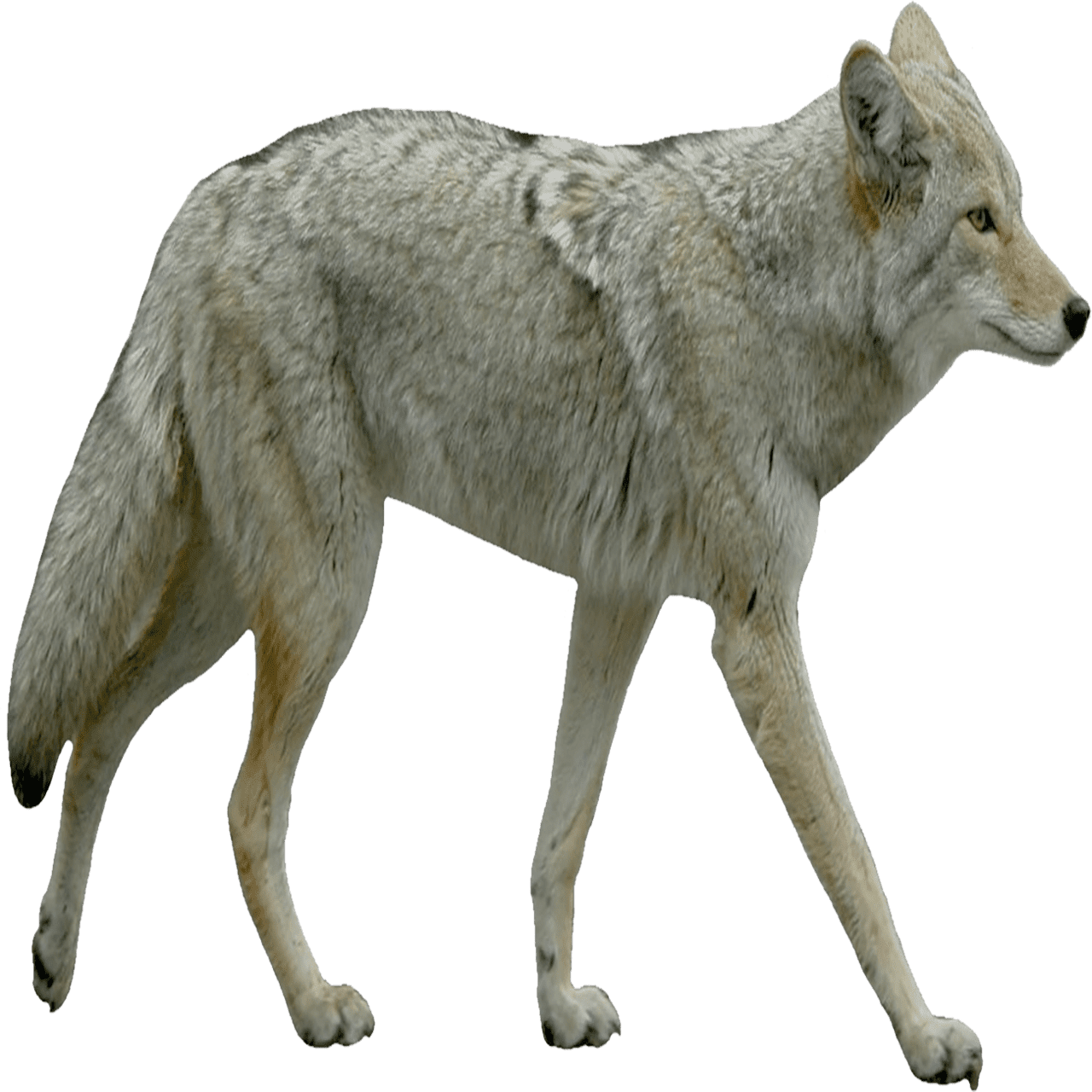 Wolf coyote images hd photo clipart