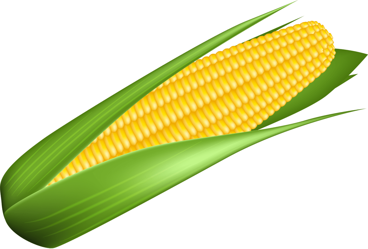 Background corn clipart