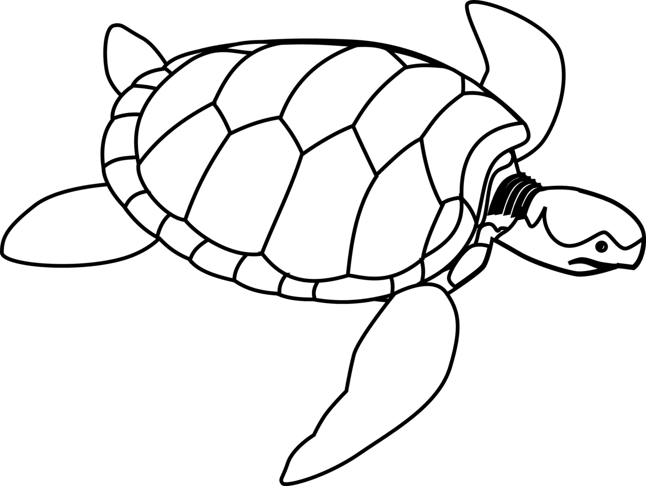 Sea turtle green line art clipart background