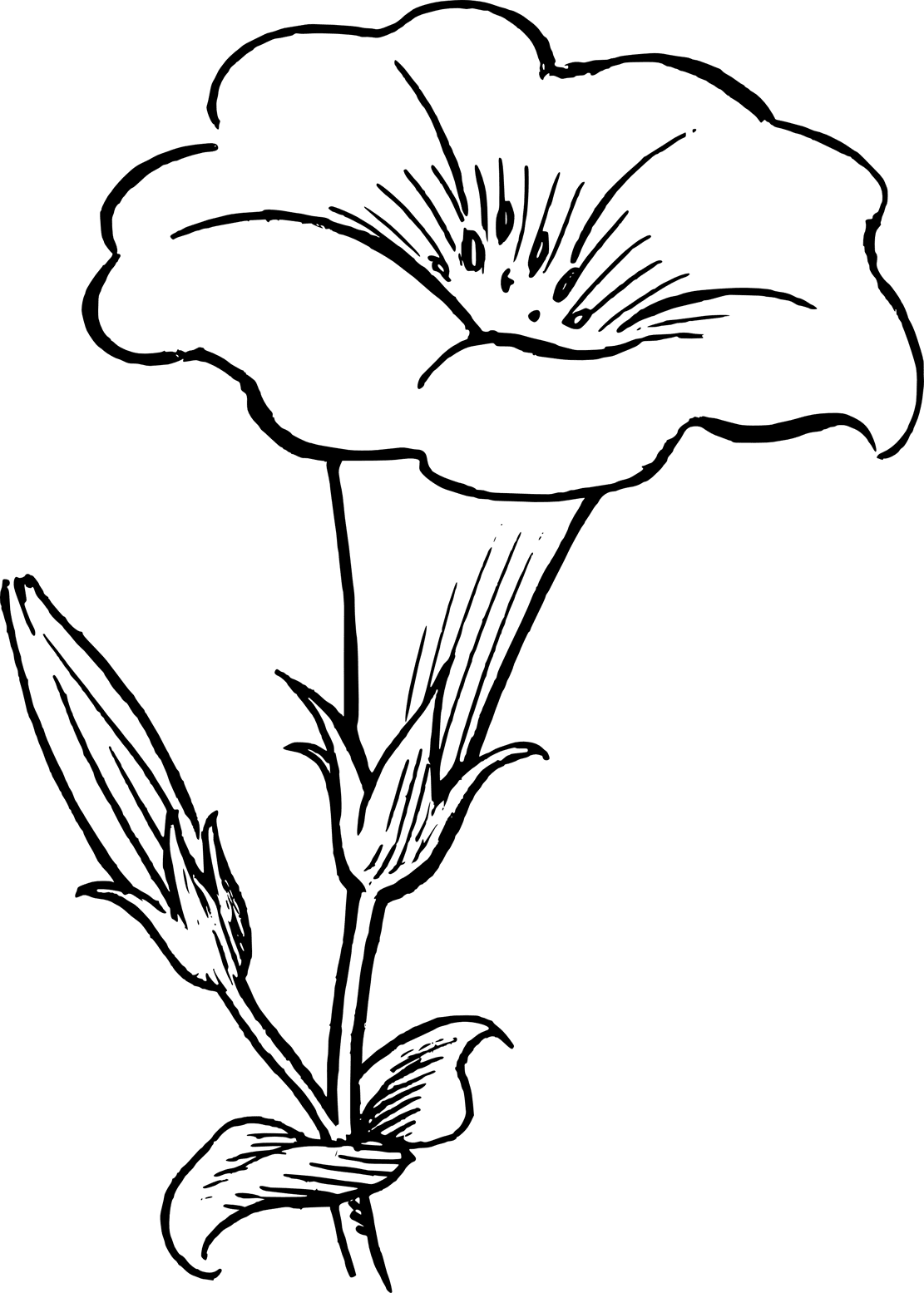 Flowers black and white floral draw gs clipart best blomster tegn ger blomstertegn kunst transparent