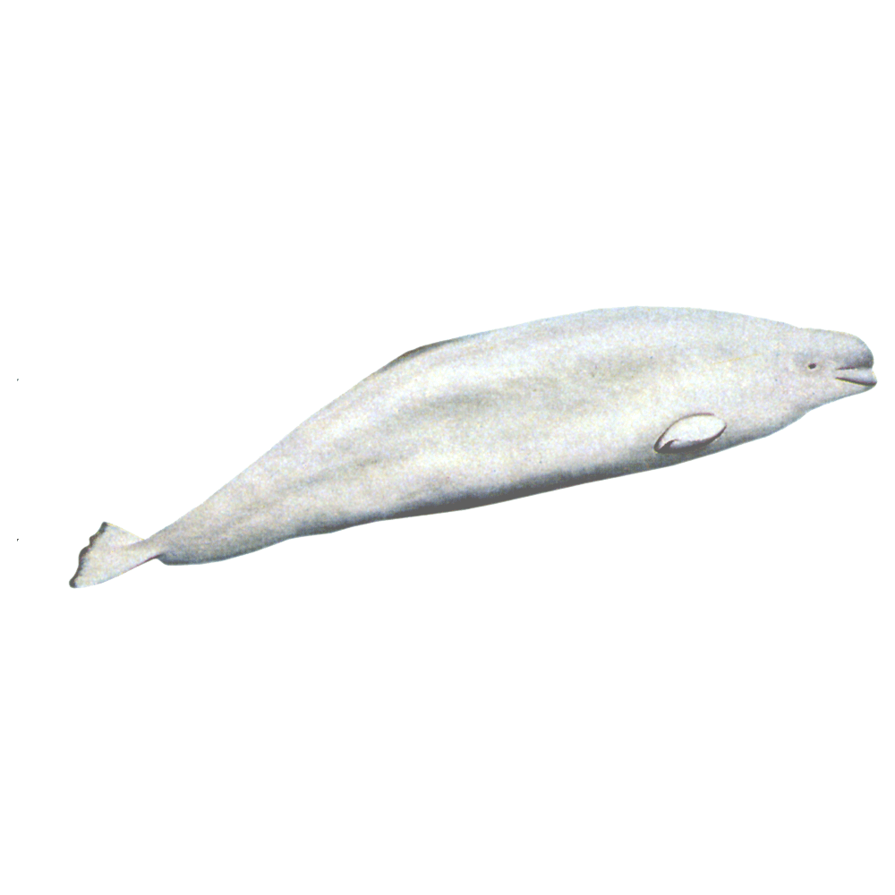 Beluga whale images hd photo clipart