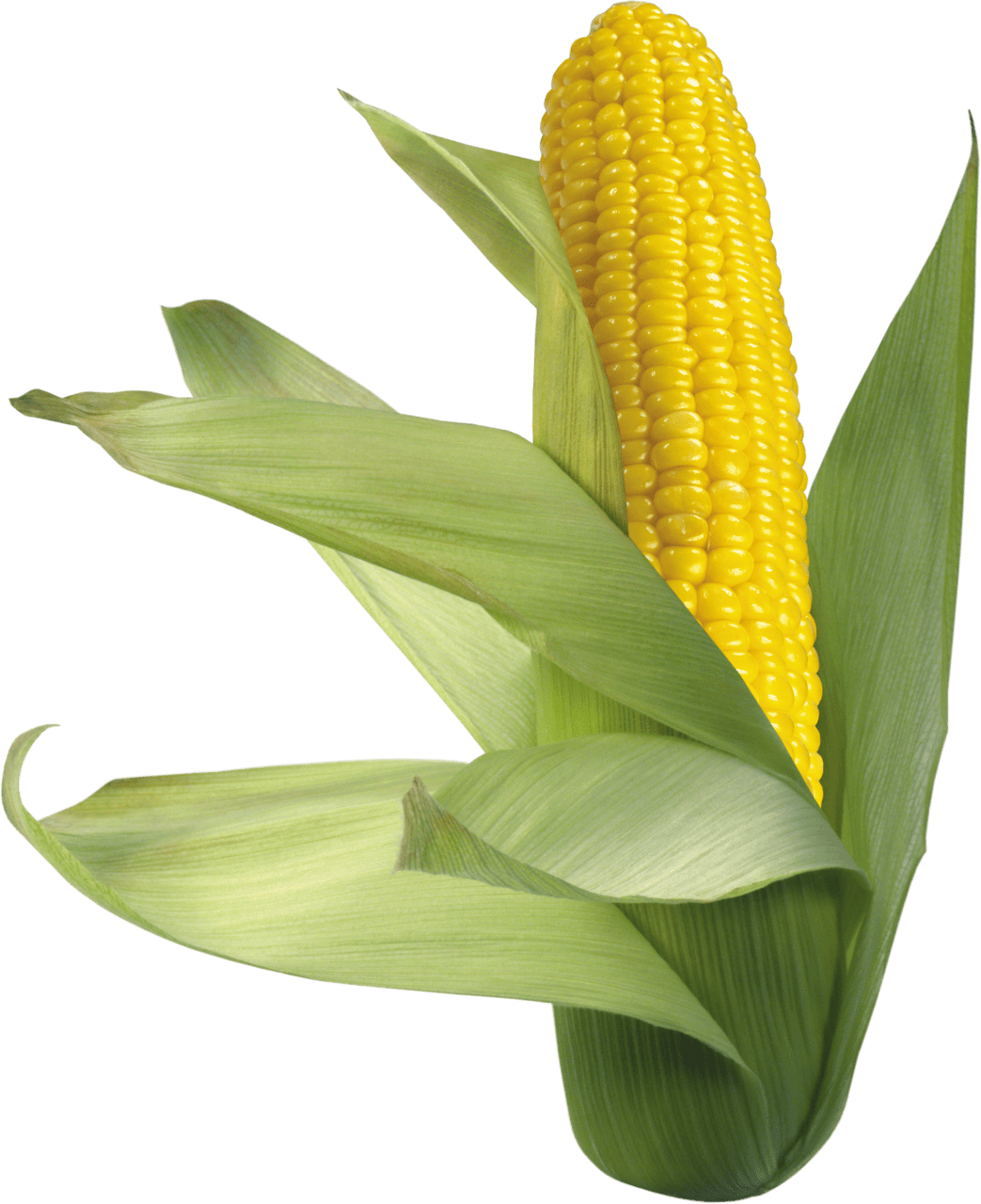 Corn image for clipart 7