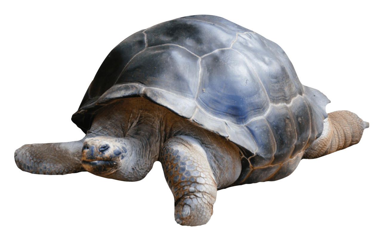 Sea turtle tortoise clipart transparent